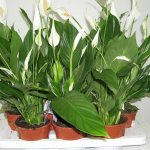 Land for spathiphyllum