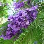 Jacaranda - photo, video gallery, description, types, care