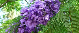 Jacaranda - photo, video gallery, description, types, care