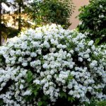 Garden jasmine (mock orange) Virginal (Virginsky): description and photos, reviews