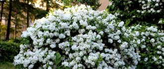 Garden jasmine (mock orange) Virginal (Virginsky): description and photos, reviews