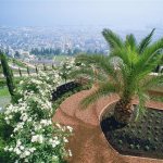 Jasmine in the Baha&#39;i Gardens in the Israeli city of Haifa