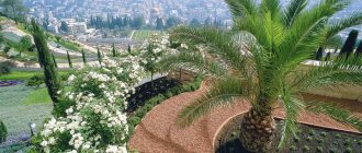 Jasmine in the Baha&#39;i Gardens in the Israeli city of Haifa