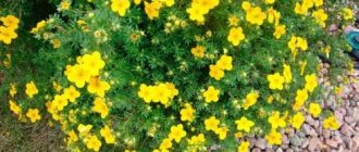 yellow cinquefoil