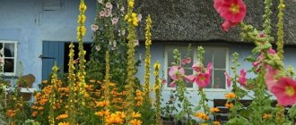 Yellow perennials in the garden