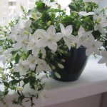 Bride and groom or Campanula, cultivation and care, flower features Video