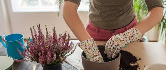 A woman is replanting plants.