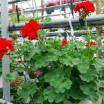 Winter storage of geraniums in the basement