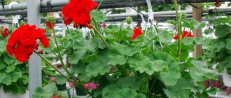 Winter storage of geraniums in the basement