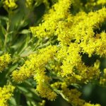 goldenrod